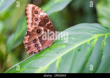 Primo piano di una bella farfalla tropicale marrone e blu nel Giardino Botanico di Praga, in Europa Foto Stock