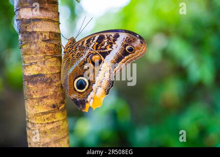 Primo piano di una bella farfalla tropicale marrone e blu nel Giardino Botanico di Praga, in Europa Foto Stock