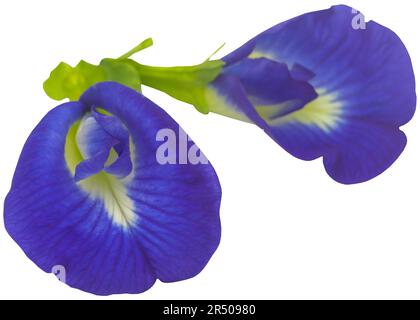 Clitoria ternatea o blu aparajita fiore isolato Foto Stock