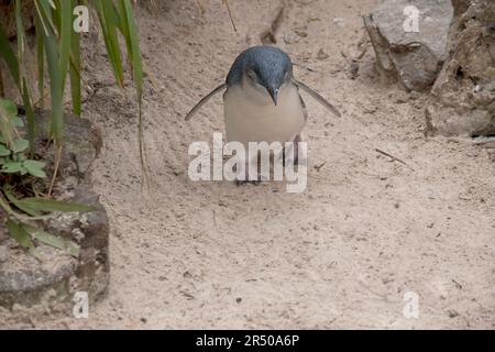 il pinguino piccolo, il pinguino blu piccolo, o pinguini fairy sono piccoli uccelli neri e bianchi che non vola Foto Stock