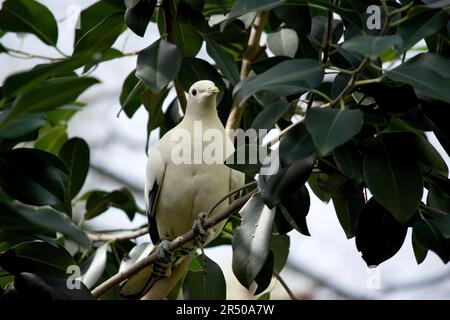 Il pied Torresia Imperial Pigeon è tutto bianco con ali nere Foto Stock