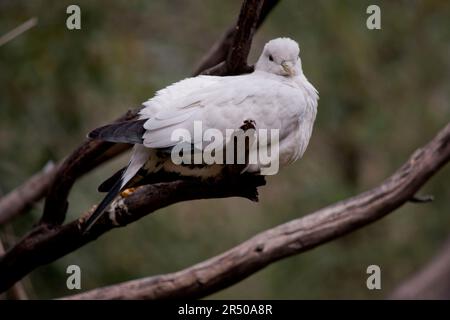 Il pied Torresia Imperial Pigeon è tutto bianco con ali nere Foto Stock