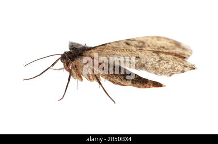 Singolo Alcis repandata falena isolata su bianco Foto Stock