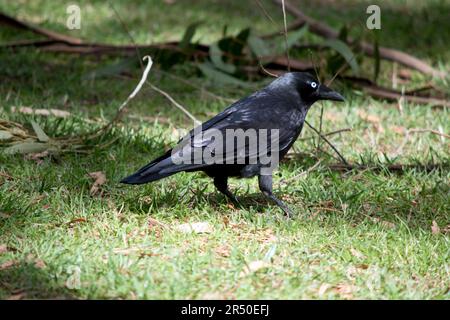 I Ravens australiani sono neri con gli occhi bianchi negli adulti. Le piume sulla gola (hackle) sono più lunghe che in altre specie, e un uccello tende a exte Foto Stock