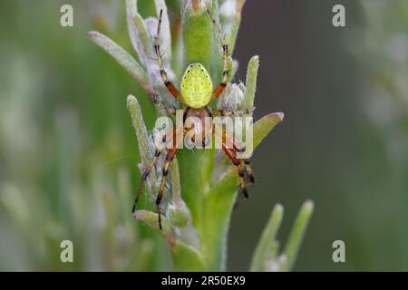 Kürbisspinne, Männchen, spec. Araniella, ragno verde cetriolo, ragno zucca, Ragno di zucca, maschio, courge Araignée, Épeire concombre Foto Stock