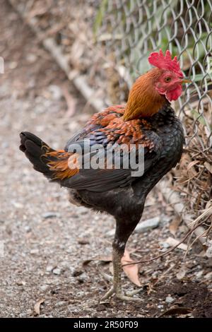 il gallo è in piedi su una gamba Foto Stock