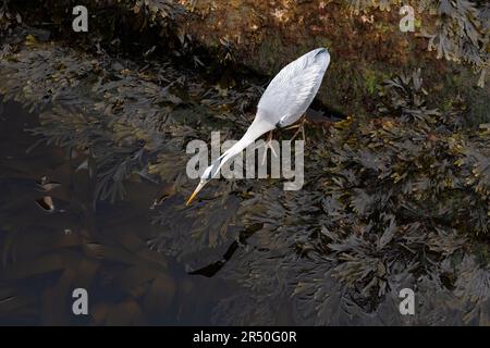 Airone grigio (Ardea cinerea) alla ricerca di prede viste dall'alto, St Andrews, Scozia, Regno Unito Foto Stock