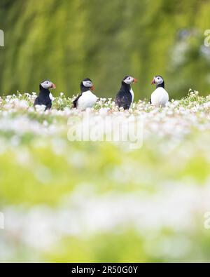 Puffins circondato da fiori di mare di campion sull'isola di Skomer, Pembrokeshire, Galles Foto Stock