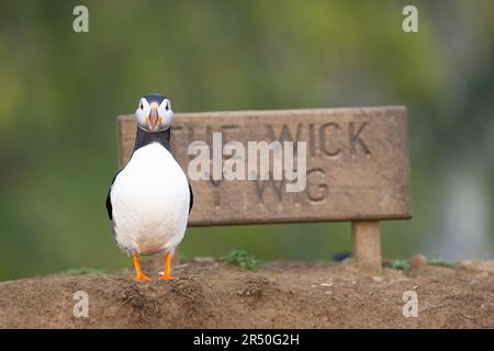 Puffin posa per il segno per il Wick, Skomer Island, Pembrokeshire, Galles, Regno Unito Foto Stock