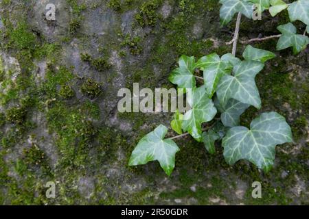 Bella edera pianta sta crescendo sul vecchio muro con muschio. Sfondo naturale con foglie di edera verde crescono su una pietra coperta di muschio verde. Foto Stock