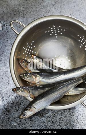 Acciughe fresche in un colino metallico Foto Stock