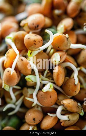 Germogli di lenticchie fresche Foto Stock