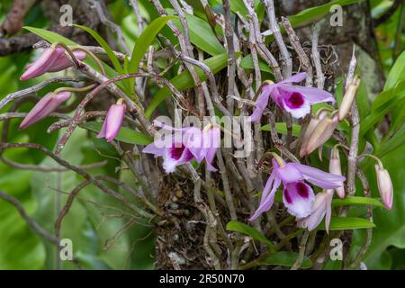 Vista in primo piano dei colorati fiori viola e rosa e gemme delle specie orchidee epifitiche di dendrobium anosmum all'aperto nel giardino tropicale Foto Stock