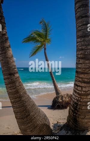 Vista di palme su Bavaro Beach, Punta Cana, Repubblica Dominicana, Indie Occidentali, Caraibi, America Centrale Foto Stock