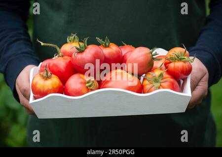 Uomo in possesso di un vassoio di pomodori a cuore di bue Foto Stock