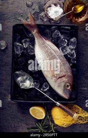 Orata di mare rosa Foto Stock