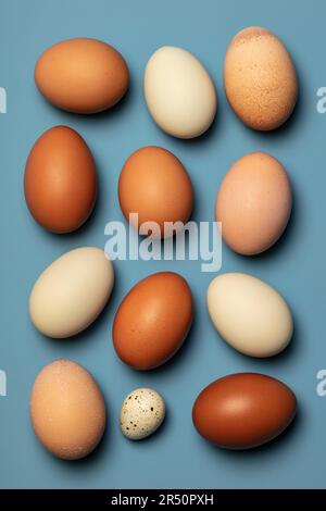 Uova di pollo fresche, marroni e bianche e un uovo di quaglia su sfondo blu Foto Stock