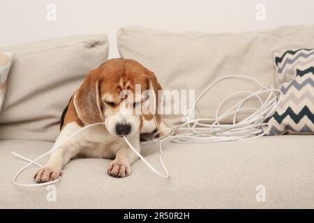 Naughty Beagle cane masticare il filo elettrico sul divano al coperto Foto Stock