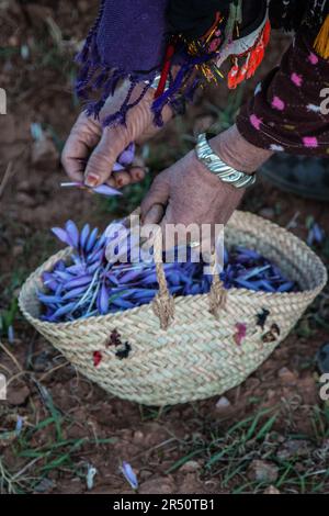 Alba che anticipa la raccolta di fiori di zafferano da parte di coltivatori femminili a Taliouine, Marocco Foto Stock