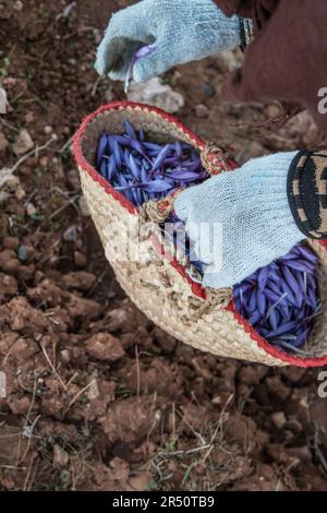 Raccolta di fiori di zafferano prima dell'alba da parte di agricoltori donne a Taliouine, Marocco Foto Stock