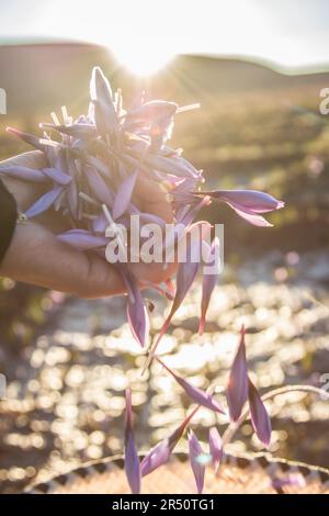 Vista retroilluminata di Dawn delle mani di una donna marocchina con fiori di zafferano a Taliouine, Marocco Foto Stock