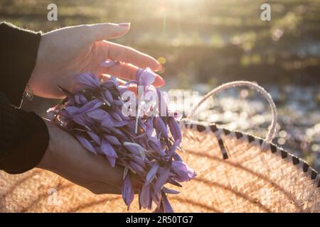 Le mani di una donna marocchina afferrano le fioriture dello zafferano retroilluminate dal Sole in ascesa a Taliouine, Marocco Foto Stock