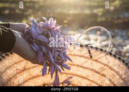 Silhouette all'alba di una donna marocchina che tiene fiori di zafferano in Taliouine, Marocco Foto Stock