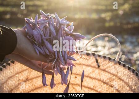 Marocchino Female mani che stringono i fiori di zafferano nella luce mattutina a Taliouine, nel sud del Marocco Foto Stock