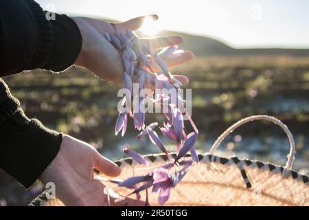 Immagine retroilluminata delle mani di una donna marocchina con fiori di zafferano all'alba a Taliouine, Marocco Foto Stock