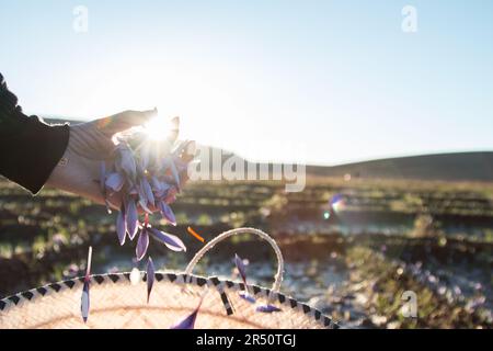 Mani di una donna marocchina che tiene fiori di zafferano in controluce all'alba a Taliouine, nel sud del Marocco Foto Stock