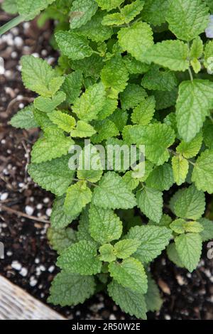 Balsamo al limone in una piantatrice Foto Stock