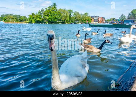 Cigni e oche canadesi sul Tamigi a Windsor nel Berkshire, Regno Unito Foto Stock