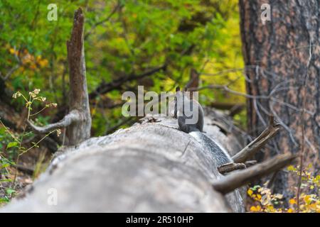 Bandelier National Monument, riserva nazionale del New Mexico Foto Stock