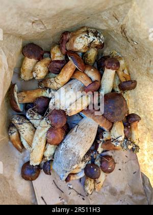 Funghi porcini e castagne bolete Foto Stock