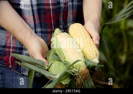 Mani che trattengono il mais appena raccolto sulla pannocchia Foto Stock