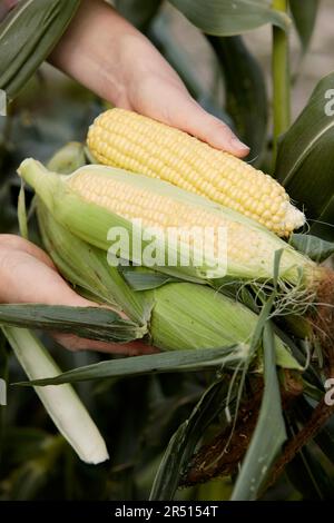 Mani che trattengono il mais appena raccolto sulla pannocchia Foto Stock