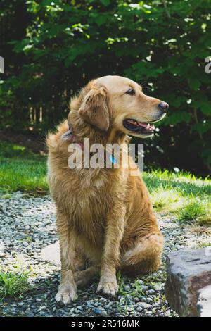 Golden Retriever cane all'aperto in primavera Foto Stock