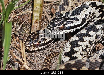 Sommatore europeo comune (Vipera berus) primo piano di coppia adulta sole sulle dune di sabbia costiere Eccles-on-Sea, Norfolk, UK Aprile Foto Stock