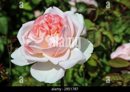 Un bel dolce Duchesse d Angouleme Rose sof e rosa nel Rose Garden al Monte Edgcumbe Park Cornwall fine maggio 2023. Primo piano di un singolo blom Foto Stock