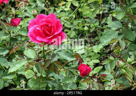 Una bella rosa brillante Sir John Betjiman Rose nei giardini formali del Mount Edgcumbe Country Park. Rose Garden a Mount Edgcumbe Park Cornwall Maggio 20 Foto Stock