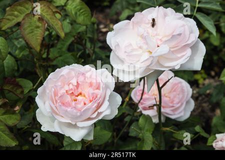 Un bel dolce Duchesse d Angouleme Rose sof e rosa nel Rose Garden al Monte Edgcumbe Park Cornwall fine maggio 2023. Foto Stock