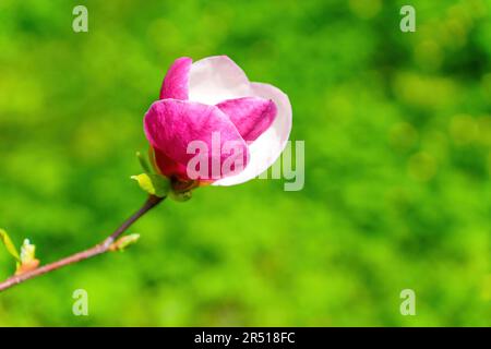 Primo piano di un fiore magnolia rosa fiorente isolato su sfondo verde. Foto Stock