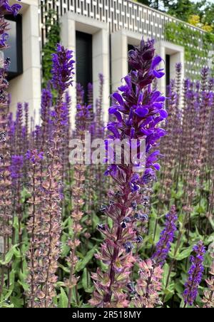 Salvia verticillata. Salvia fiorita in giardino, salvia nel parco. Foto Stock