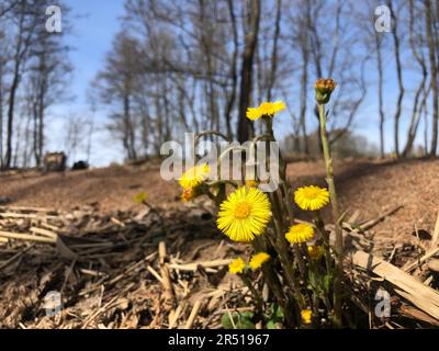 Bella fiore giallo brillante Tussilago farfarfarfarfarfarfara primi primrose, vista ad angolo basso Foto Stock