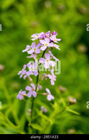 Hesperis matronalis, Dames Rocket flowers in tarda primavera, Dorset, Regno Unito Foto Stock