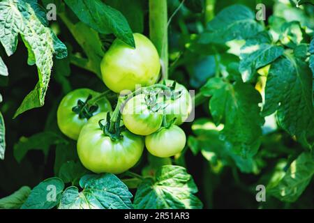 Pomodori verdi di vite. Pomodori verdi non maturi sul cespuglio. Pomodori sulla vite, pomodori che crescono sui rami Foto Stock