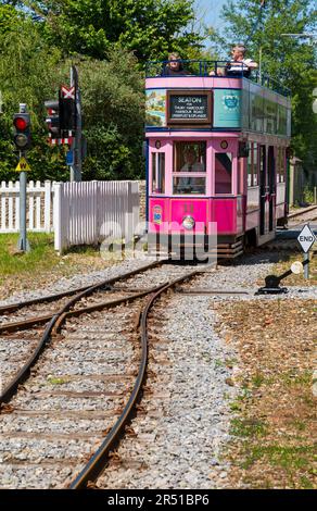 Tram a due piani rosa aperto numero 11 Eleven, Seaton Tramway Electric, che corre tra Seaton e Colyton attraversando a Colyford Devon, Regno Unito nel mese di maggio Foto Stock