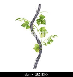 Ramo di vite con foglie verdi e tendri isolati su fondo bianco. Illustrazione ad acquerello disegnata a mano. Foto Stock