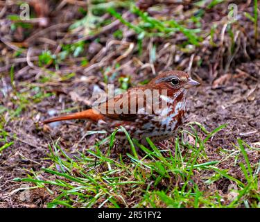 Vista laterale di Fox Sparrow in piedi su erba e fogliame nel suo ambiente e habitat circostante. Immagine dello spara. Foto Stock