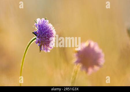 Un campo scabious su un prato al mattino Foto Stock